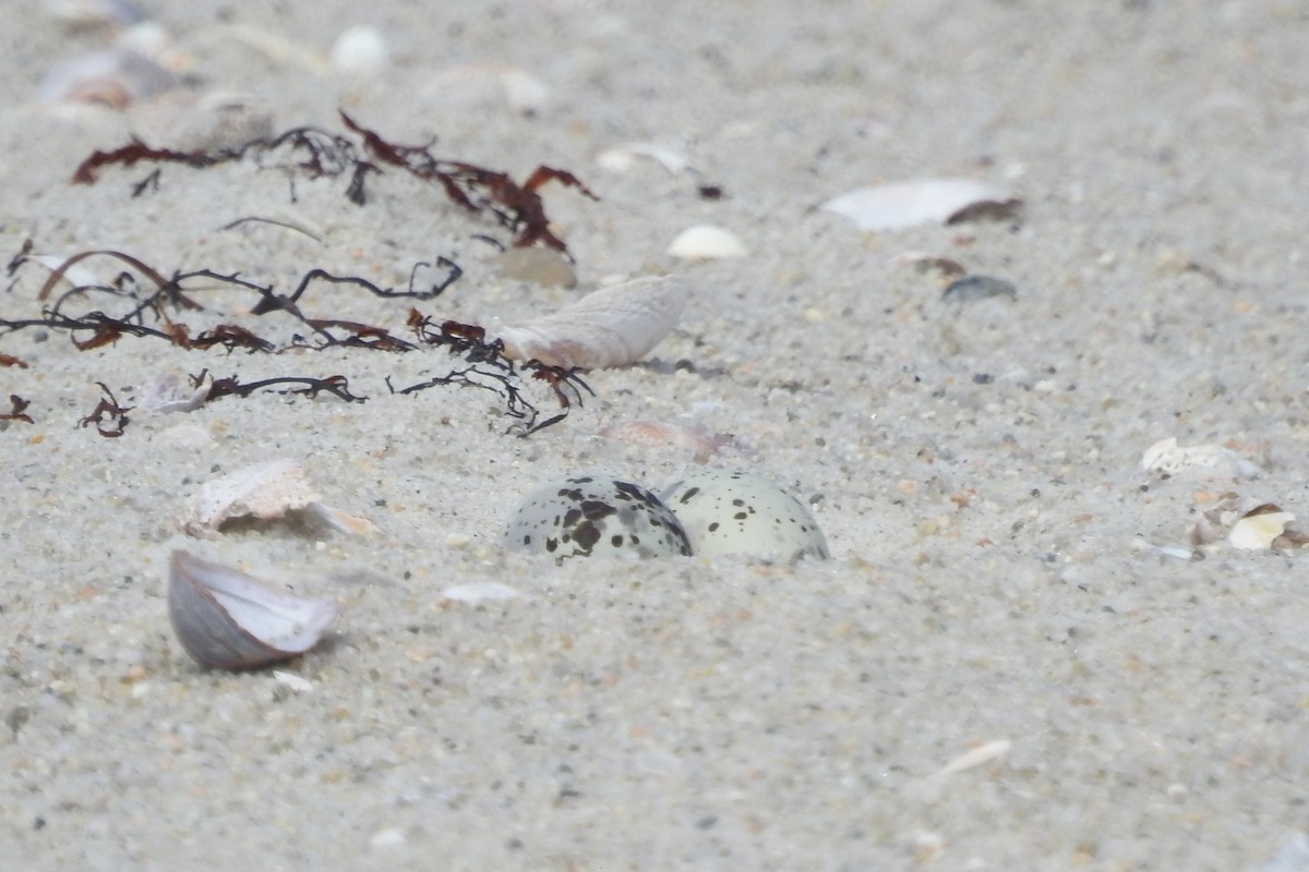 rybák nejmenší - ML638617570