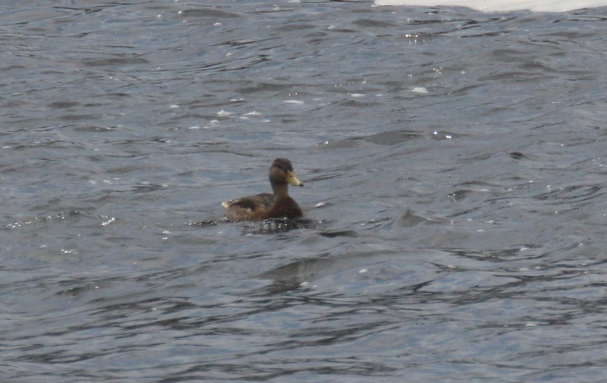 Mallard - ML638617573