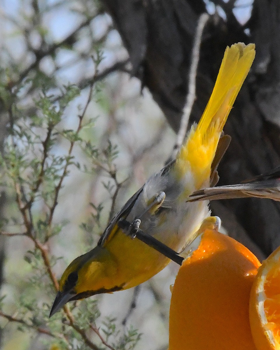 Bullock's Oriole - ML638617578