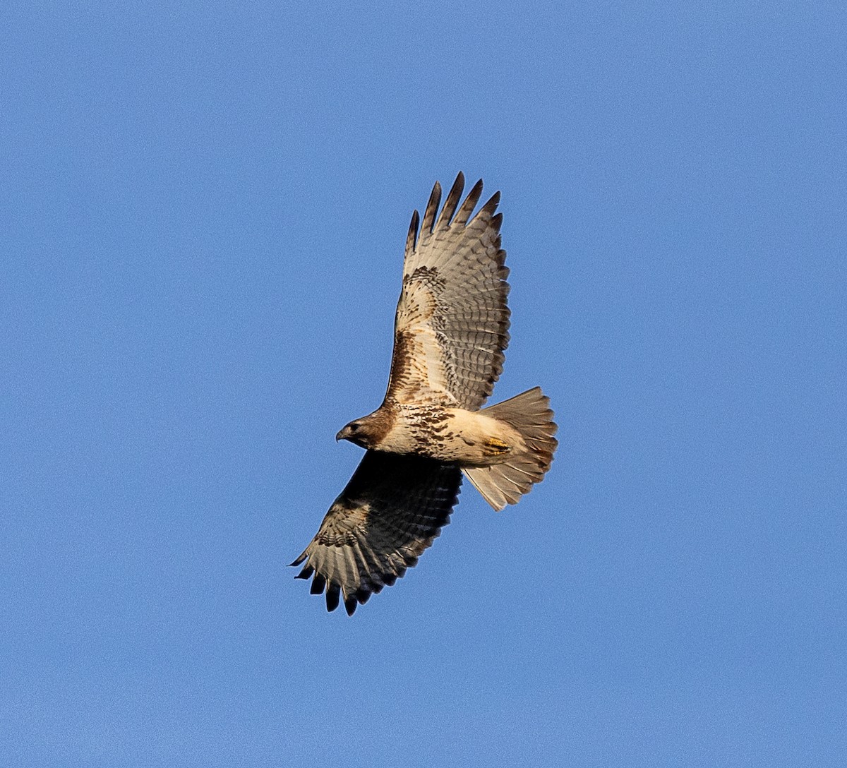 Red-tailed Hawk - ML638617582