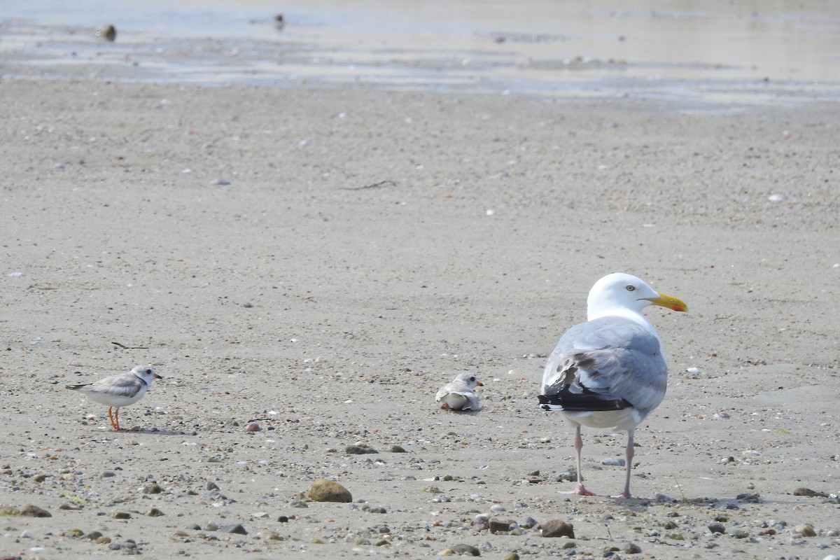 kulík pisklavý - ML638617590