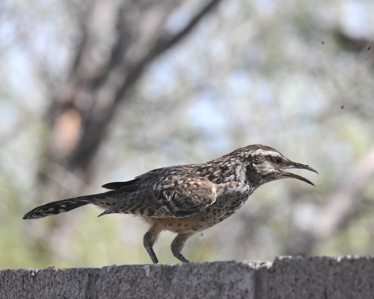 Cactus Wren - ML638617597