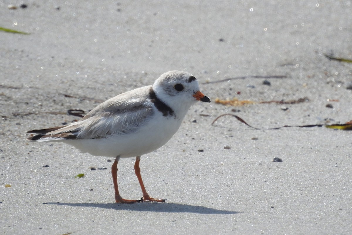 kulík pisklavý - ML638617630