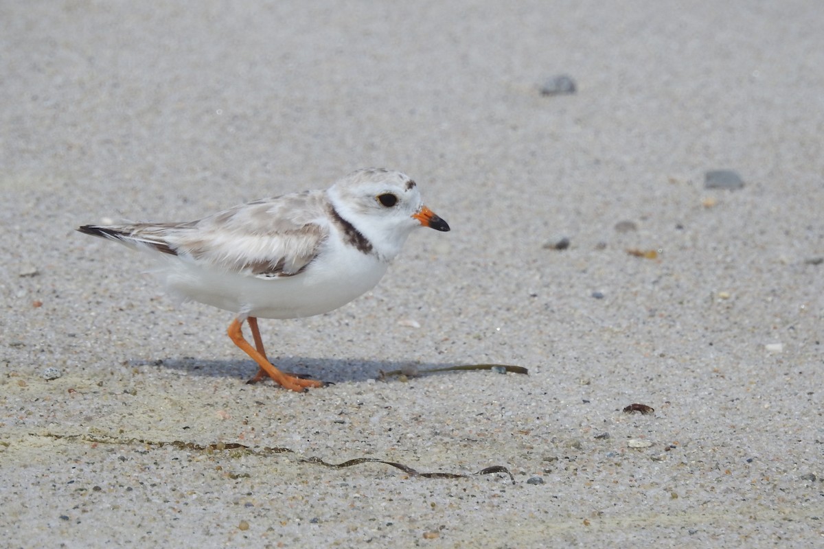 kulík pisklavý - ML638617631