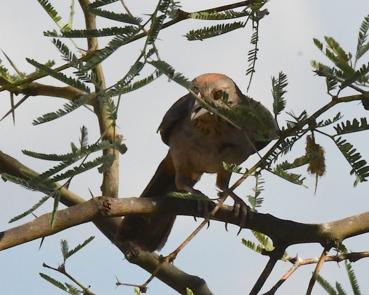 Canyon Towhee - ML638617632