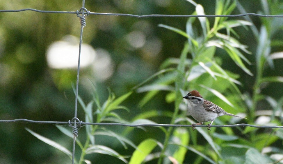Chipping Sparrow - ML638617640