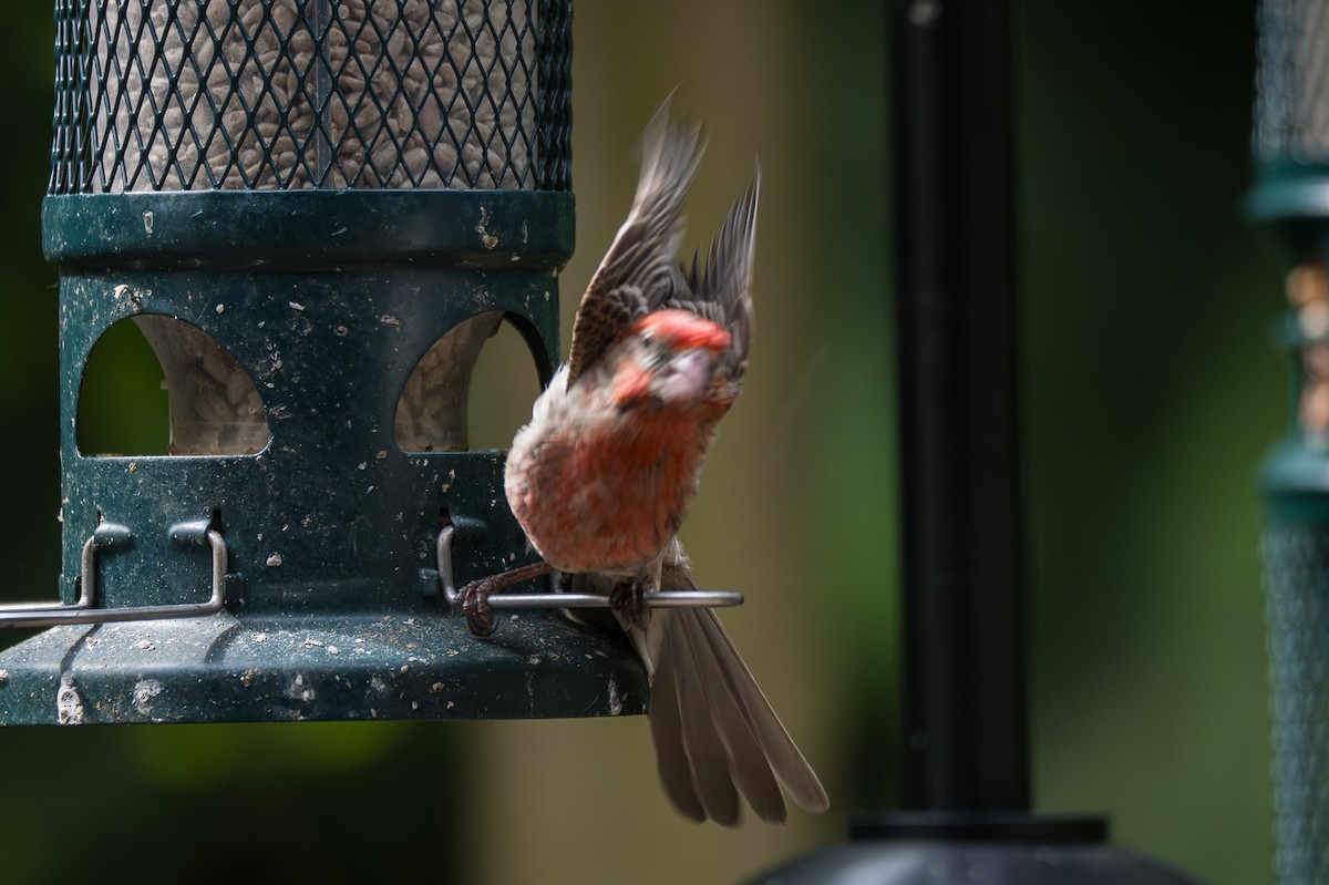 House Finch - ML638617651