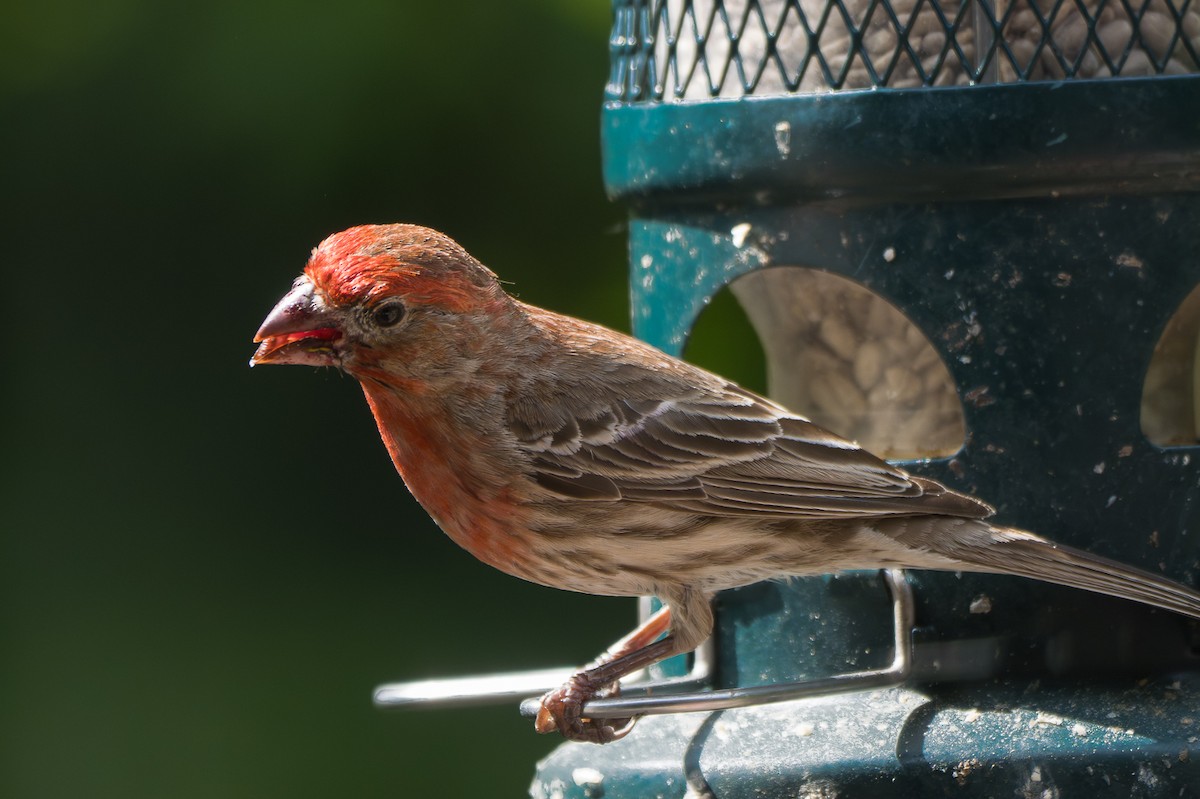 House Finch - ML638617653