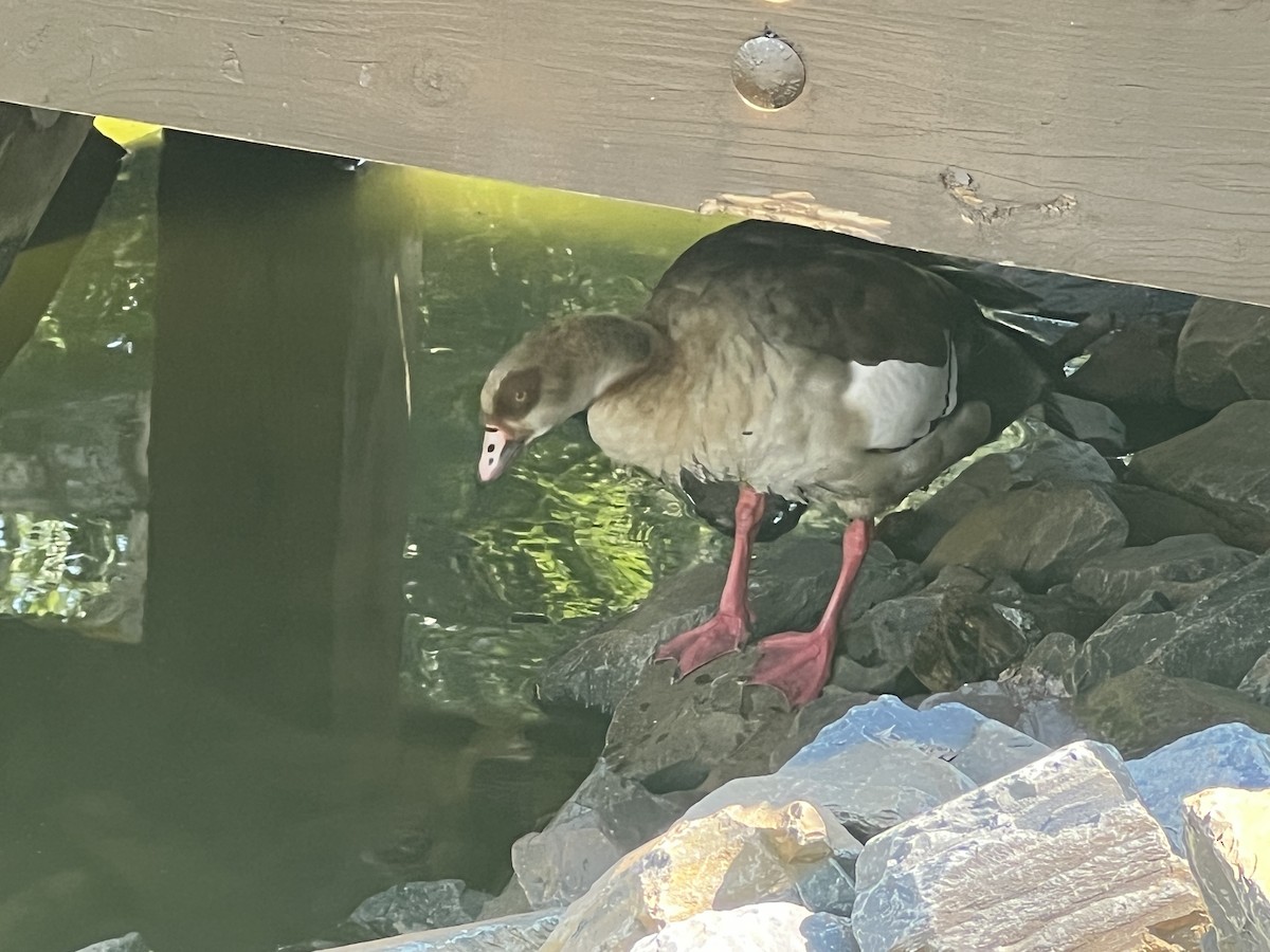 Egyptian Goose - ML638617655