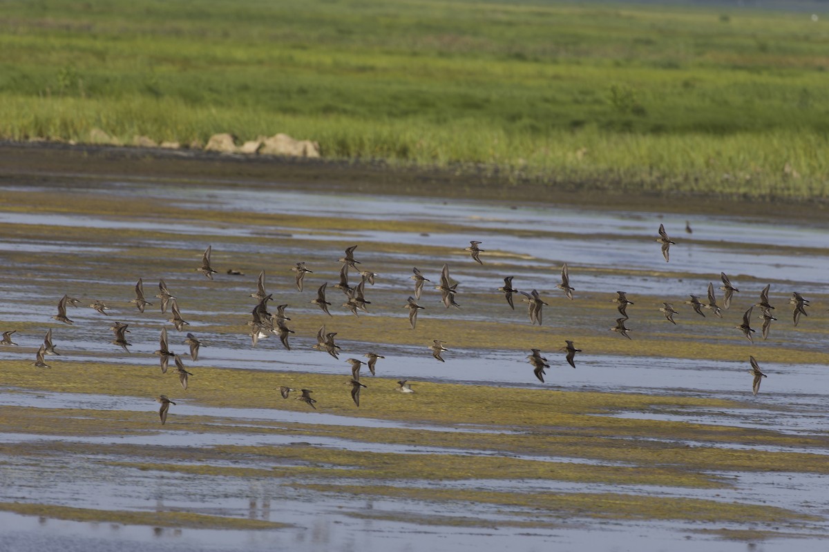 Least Sandpiper - ML638617656