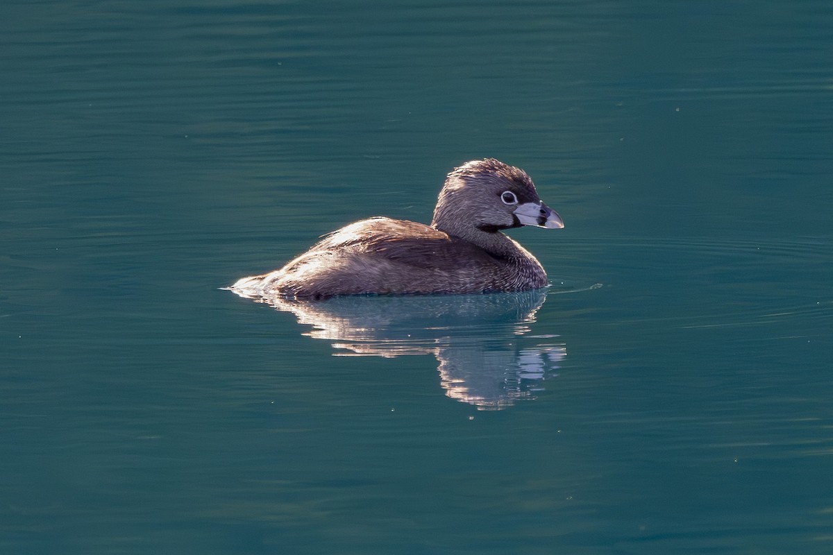 Pied-billed Grebe - ML638617657