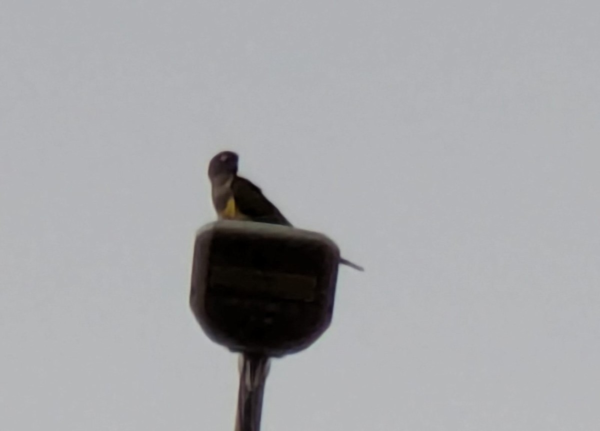 Burrowing Parakeet - ML638617670