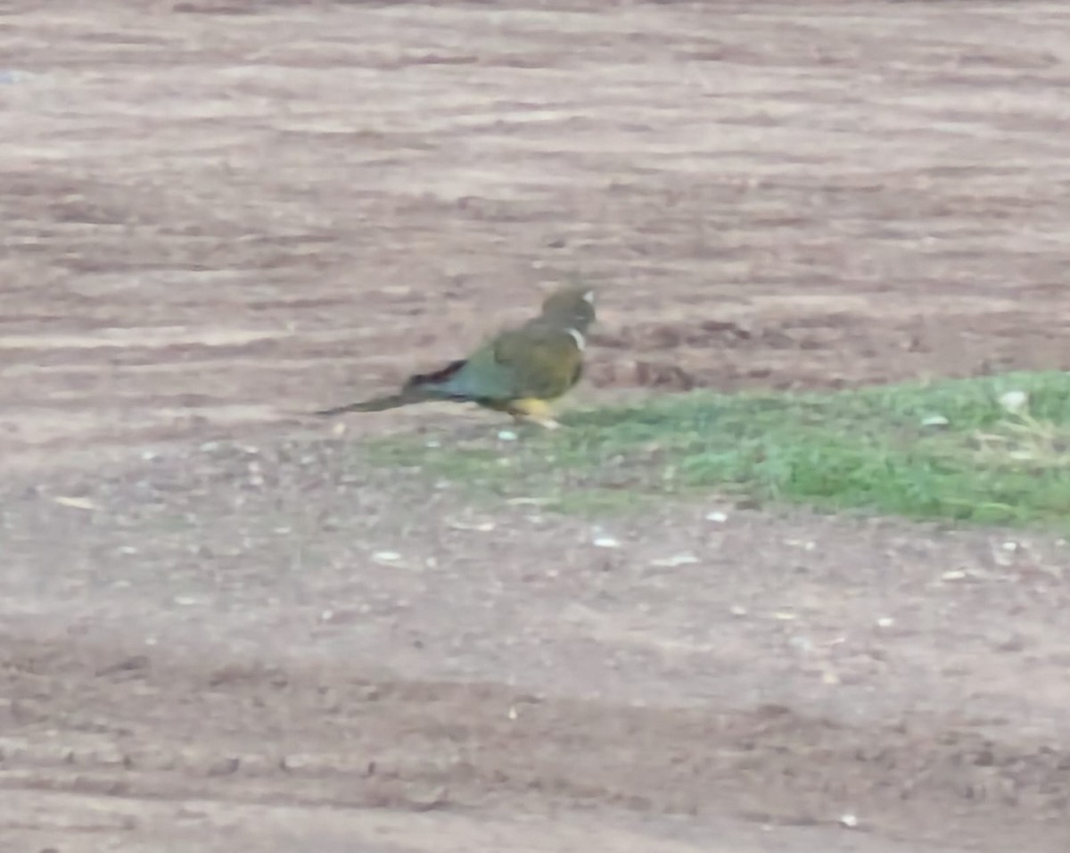 Burrowing Parakeet - ML638617671