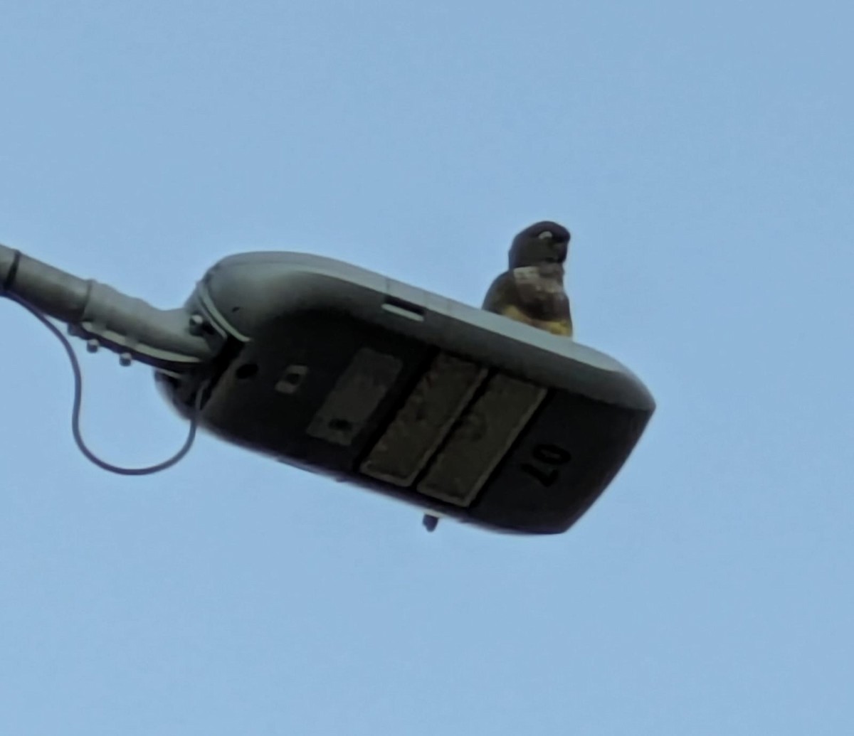 Burrowing Parakeet - ML638617672