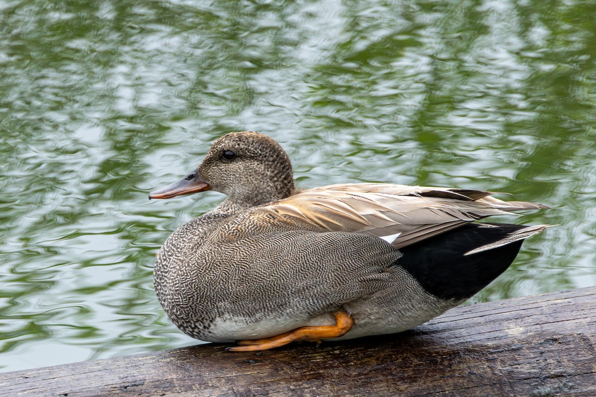 オカヨシガモ - ML638617678