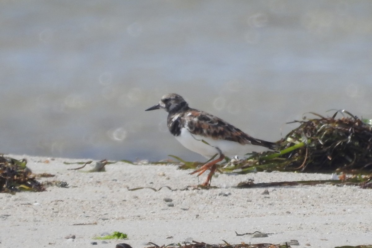 kamenáček pestrý - ML638617686