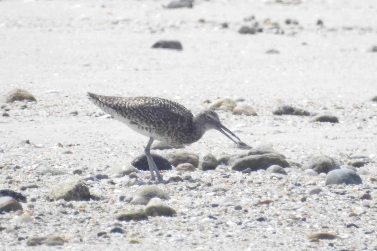 vodouš břehoušovitý - ML638617697