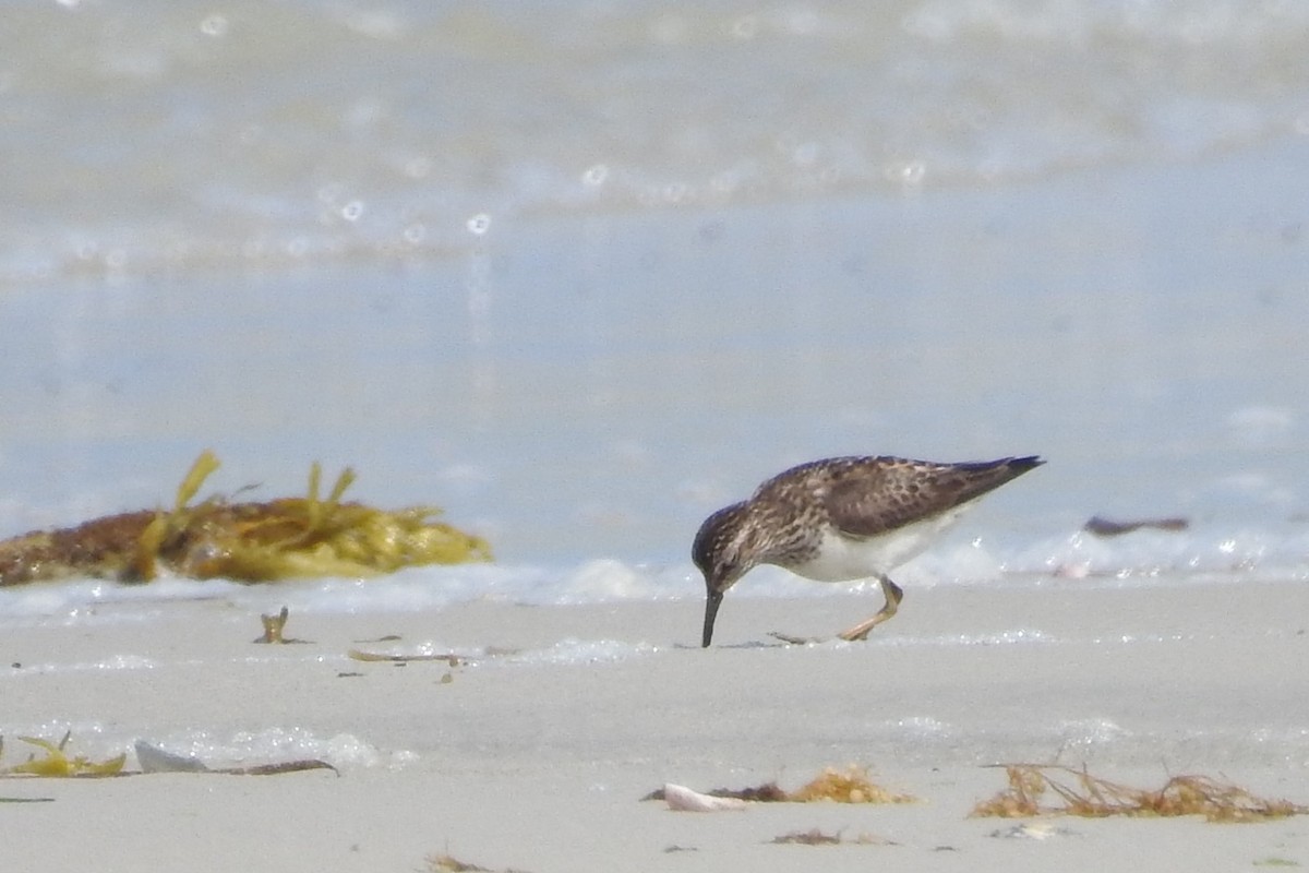 Least Sandpiper - ML638617705