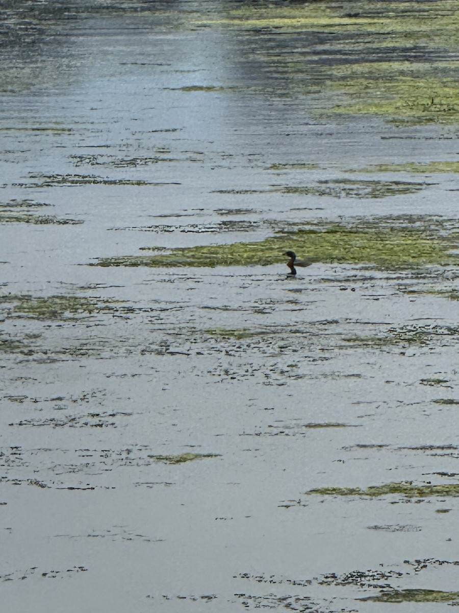 Pied-billed Grebe - ML638617717