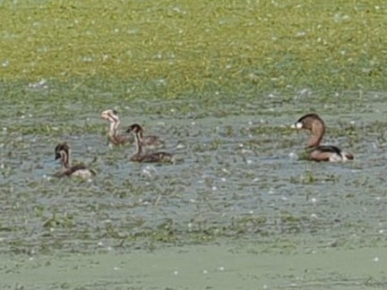 Pied-billed Grebe - ML638617721