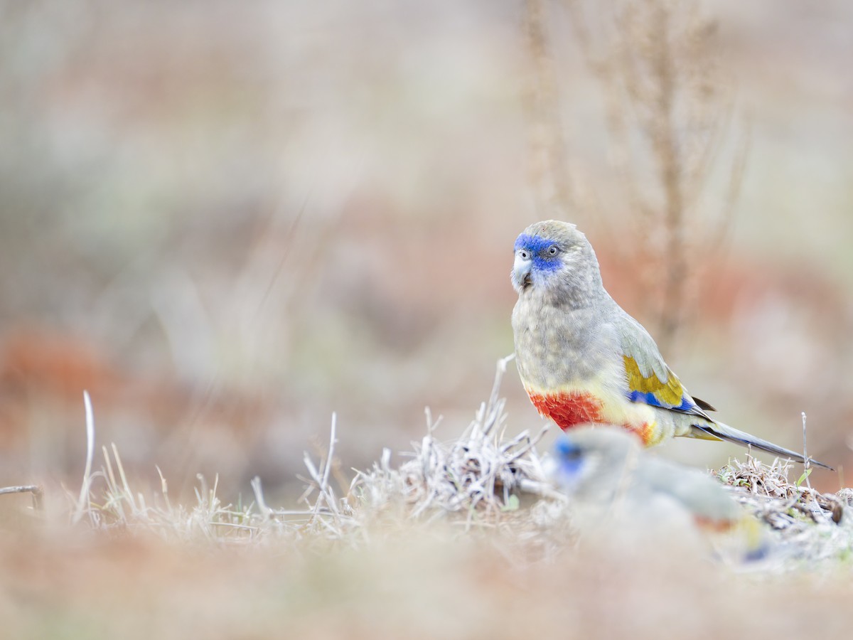 Greater Bluebonnet - ML638617730