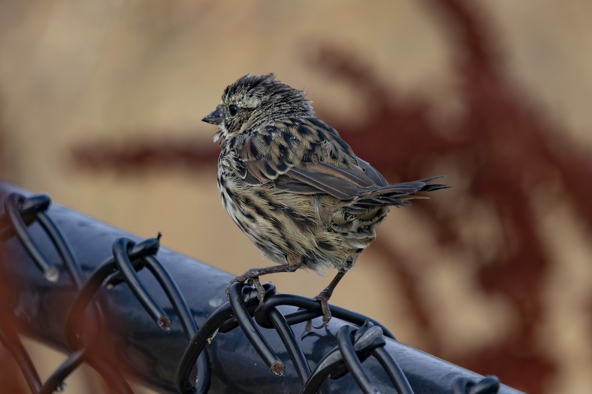 Song Sparrow - ML638617771
