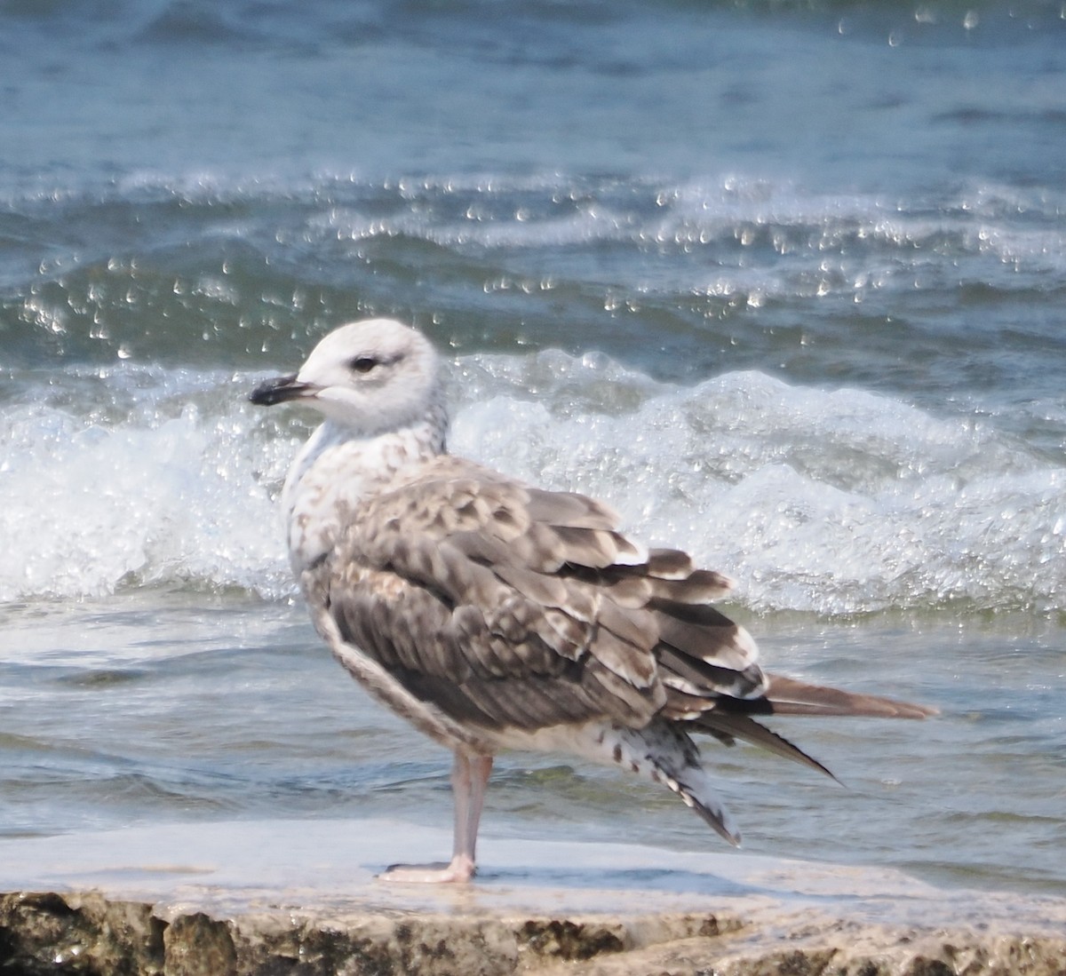 Lesser Black-backed Gull - ML638617773
