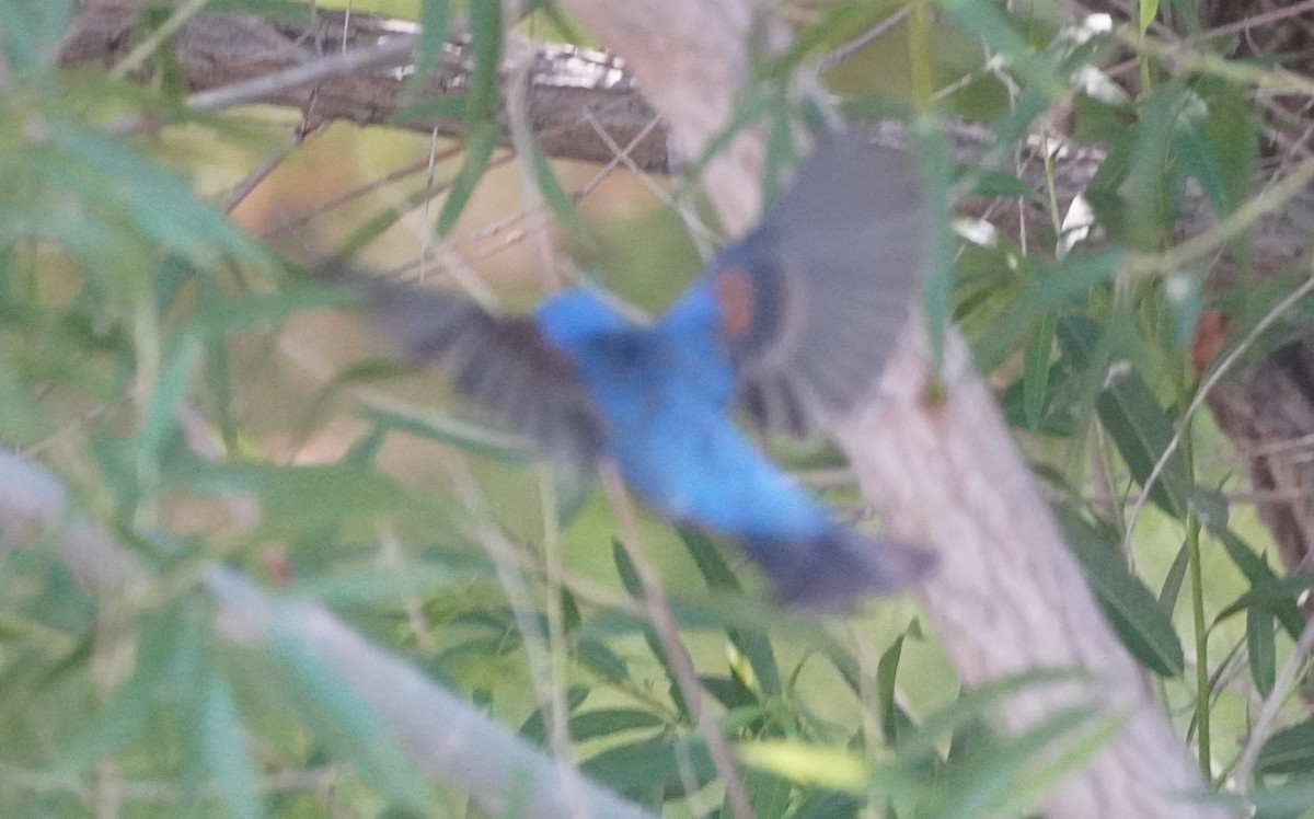 Blue Grosbeak - ML638617797
