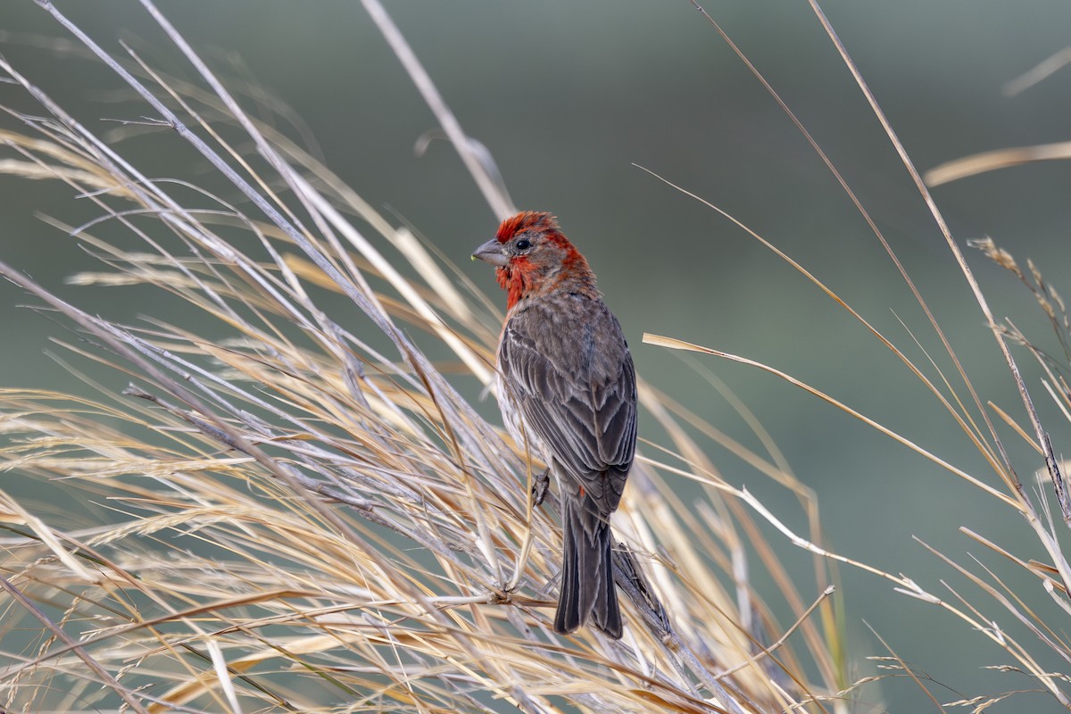House Finch - ML638617799