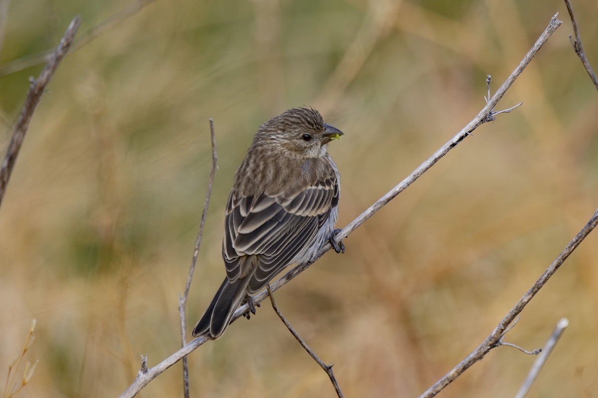 House Finch - ML638617800