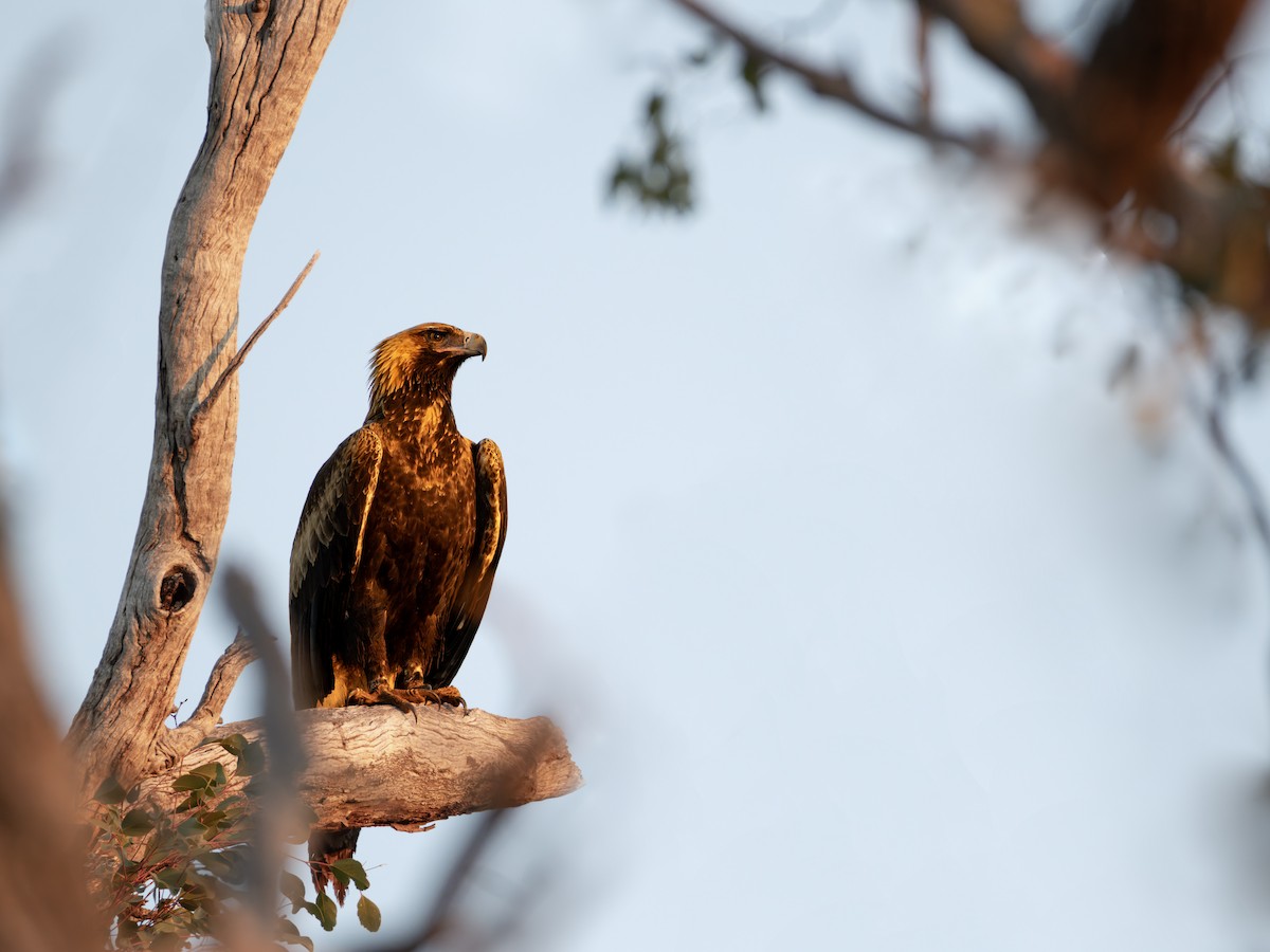 Wedge-tailed Eagle - ML638617803