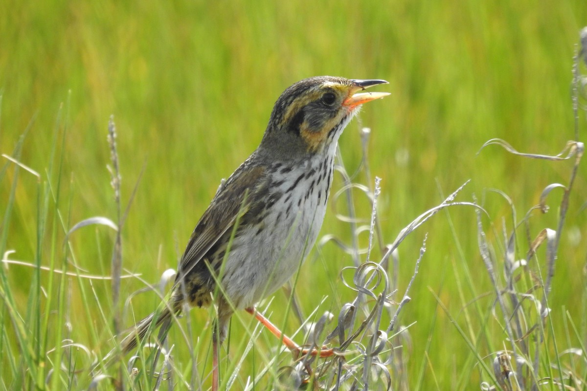 Saltmarsh Sparrow - ML638617817