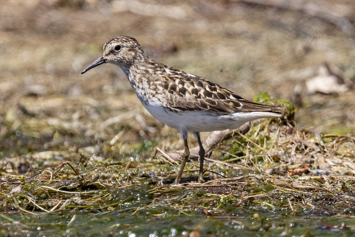 Least Sandpiper - ML638617827