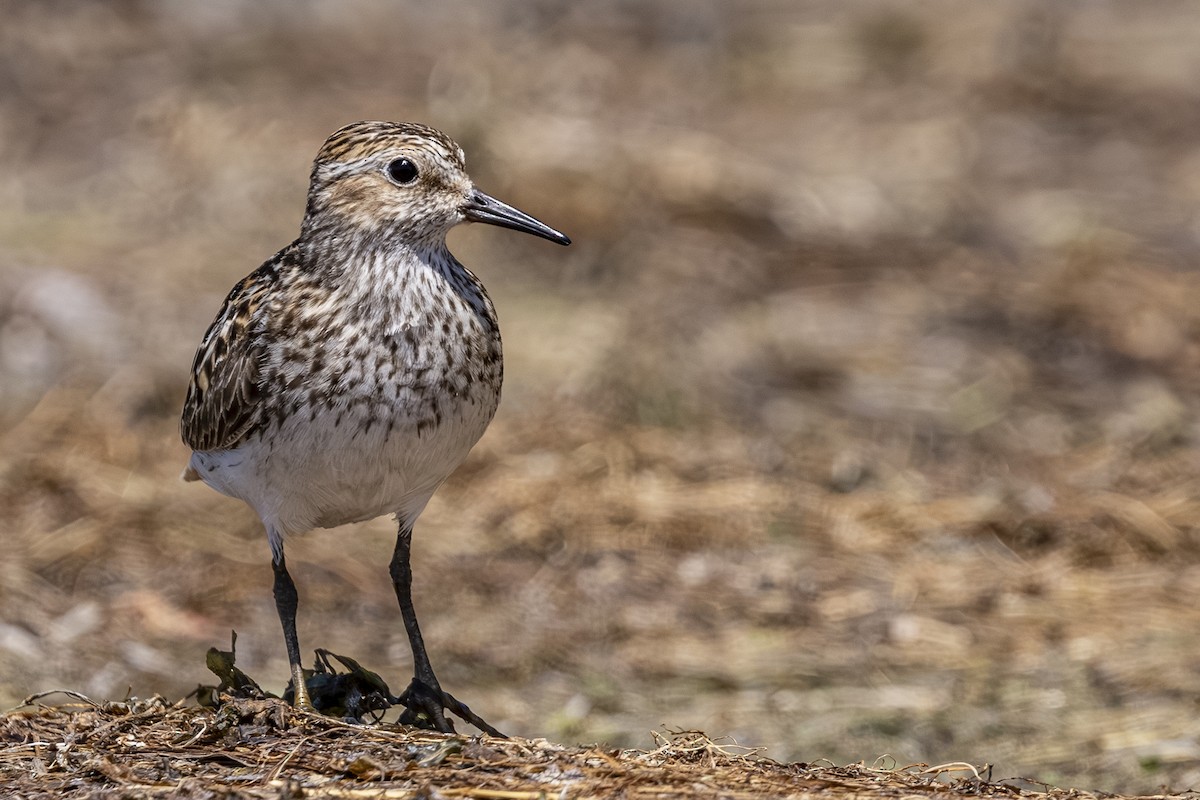 Least Sandpiper - ML638617829