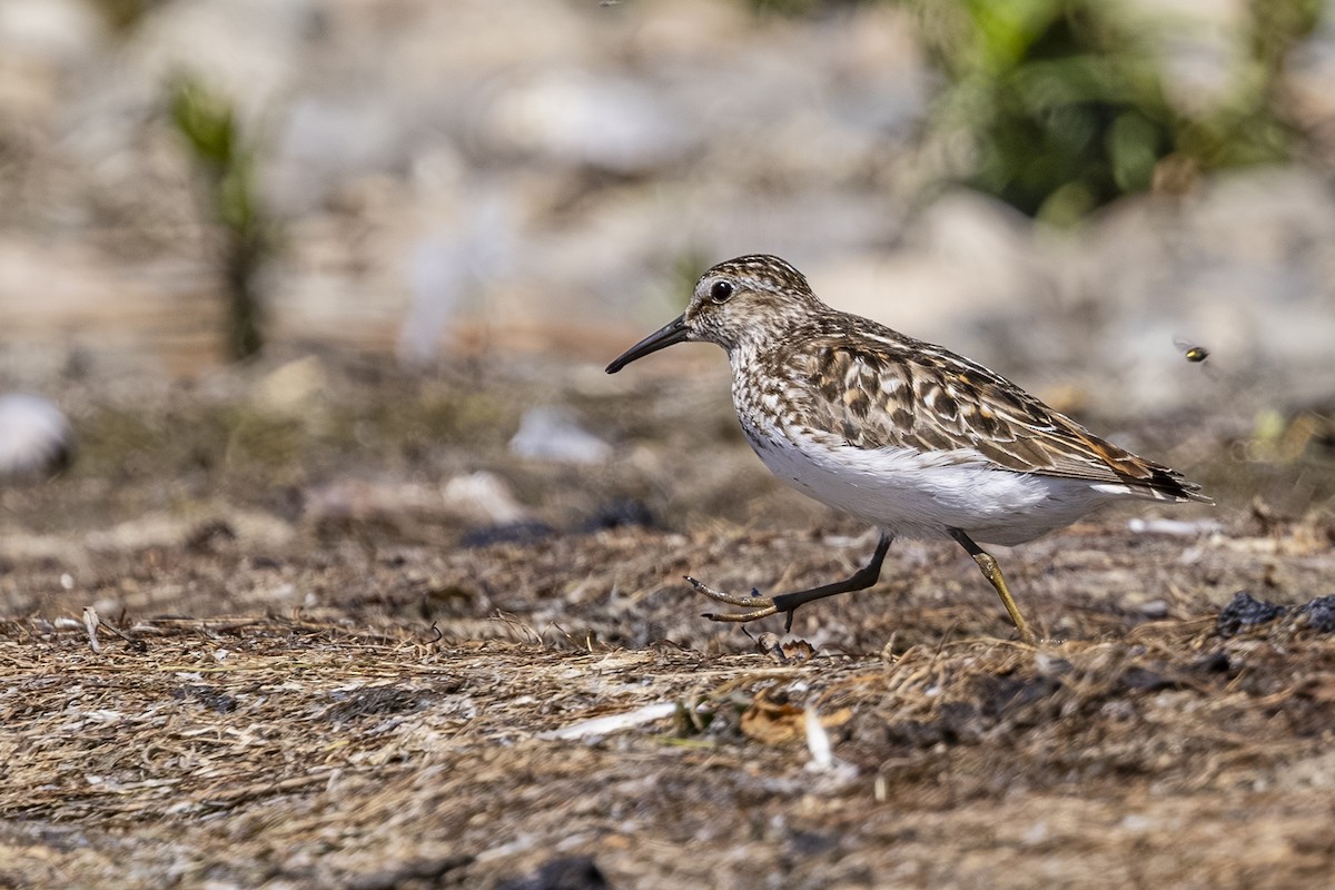 Least Sandpiper - ML638617835