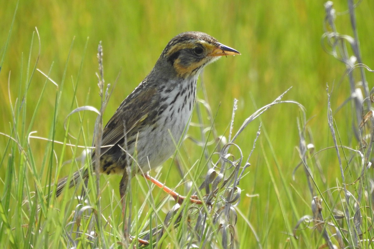 Saltmarsh Sparrow - ML638617842
