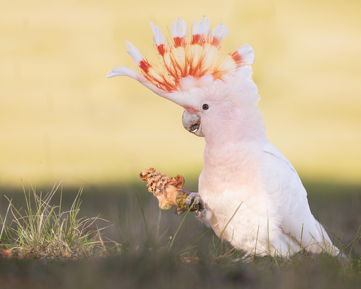 Pink Cockatoo - ML638617854
