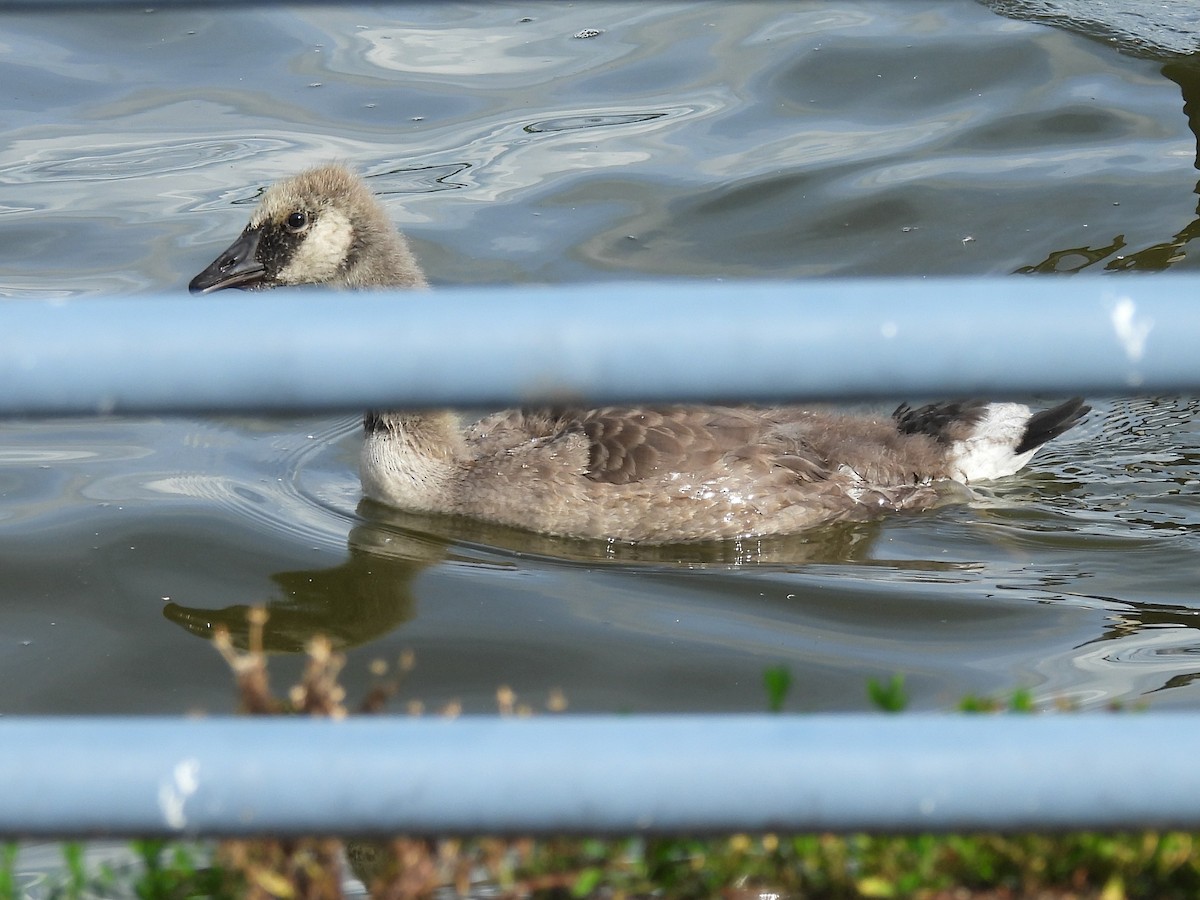 Canada Goose - ML638617871
