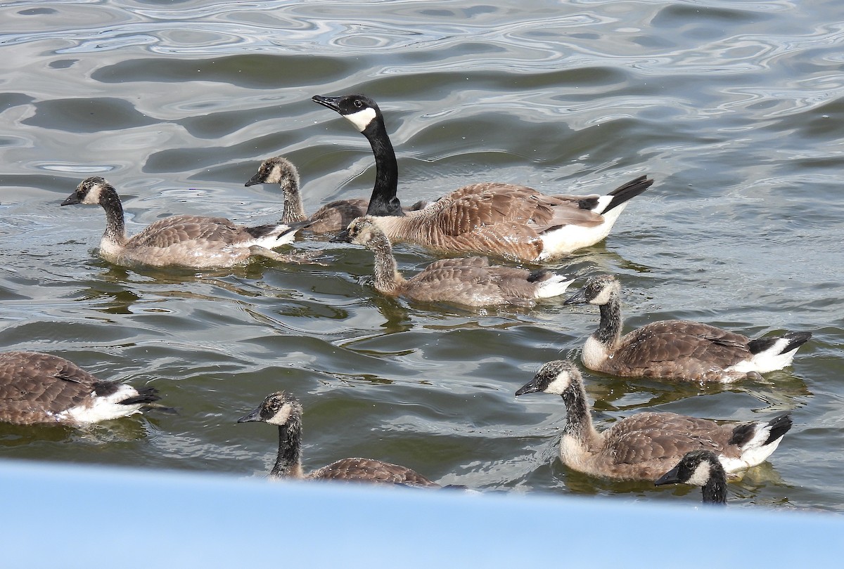 Canada Goose - ML638617872