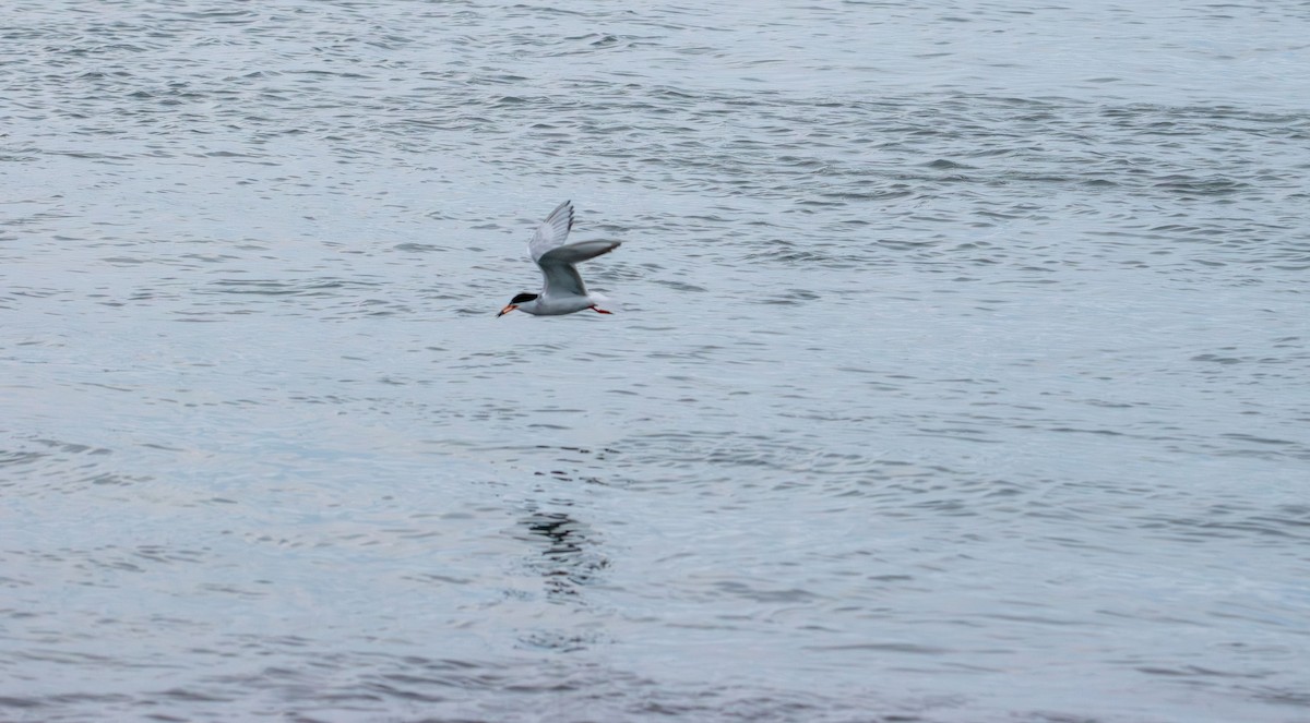 Forster's Tern - ML638617873