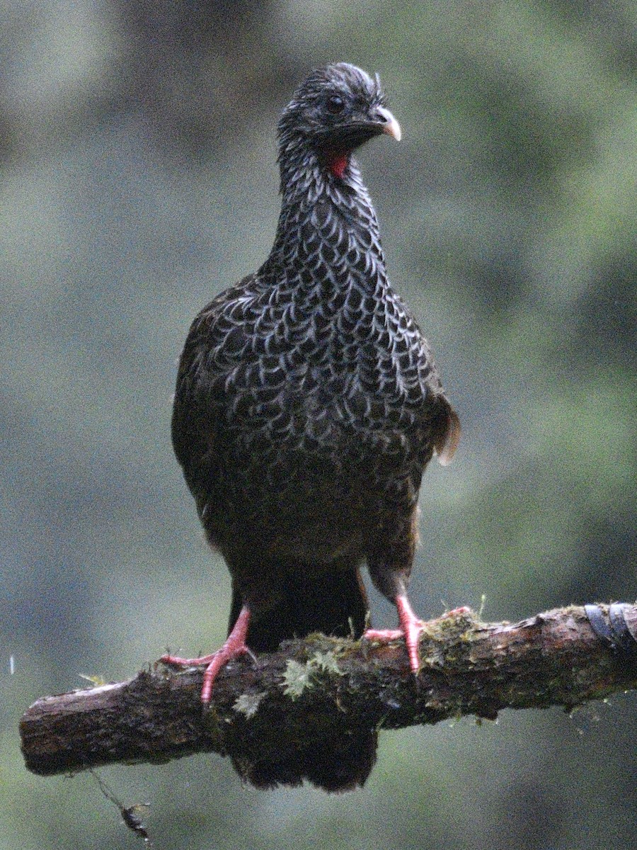 And Guanı - ML638617883