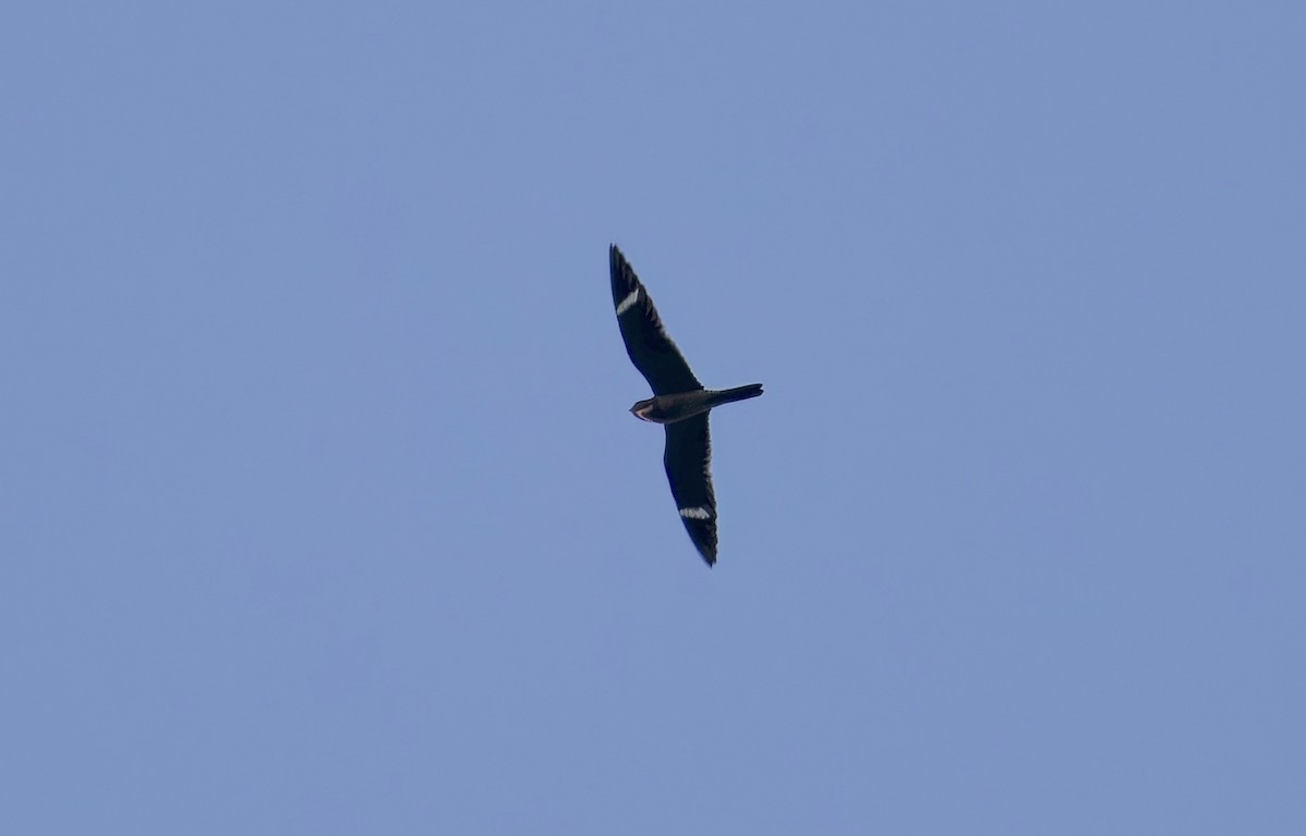 Common Nighthawk - ML638617887