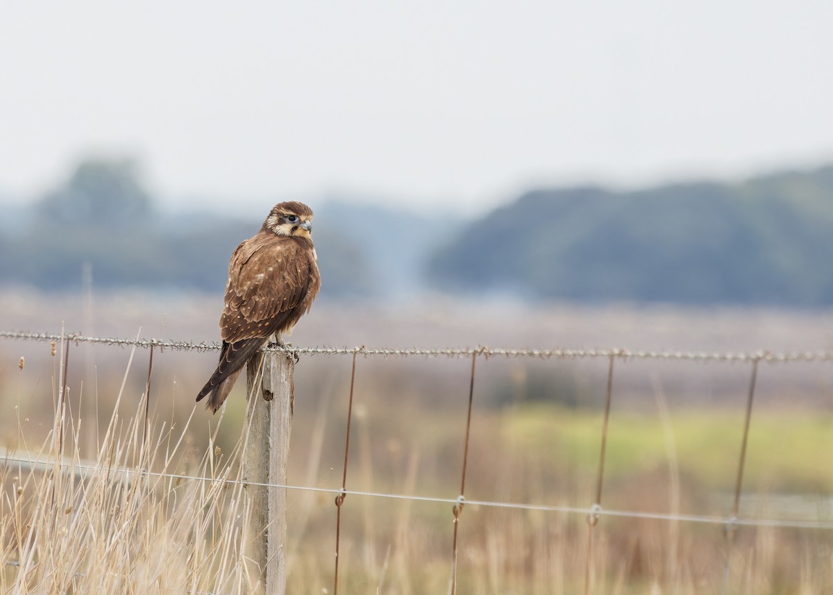 Brown Falcon - ML638617916