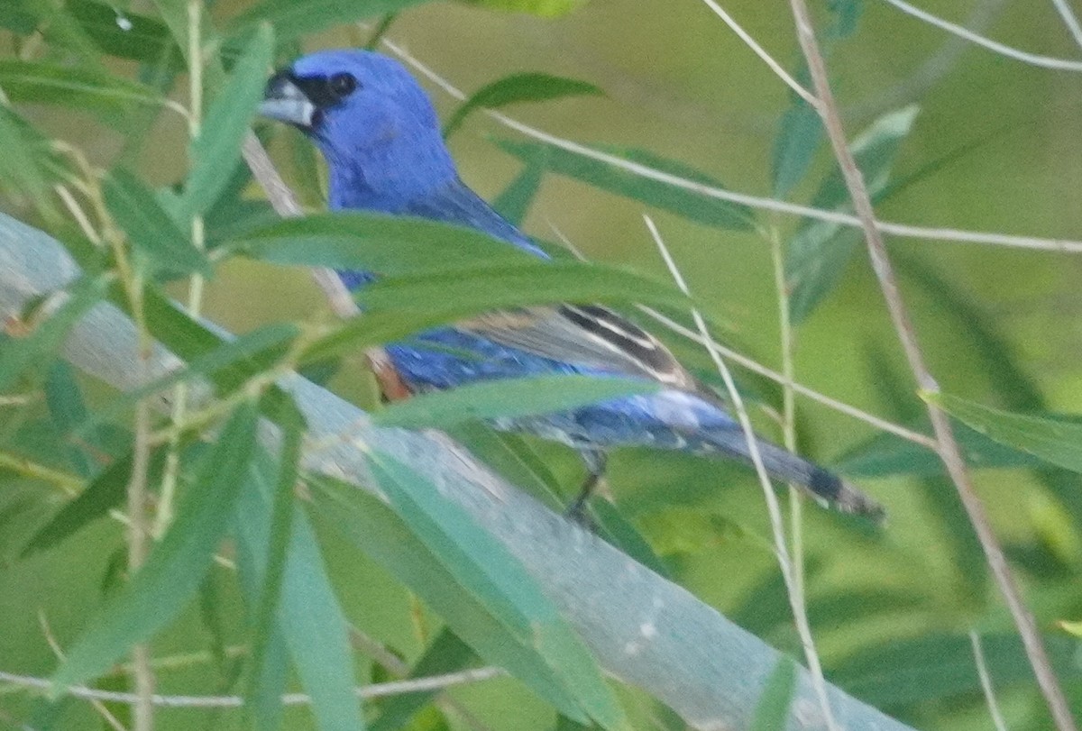 Blue Grosbeak - ML638617935