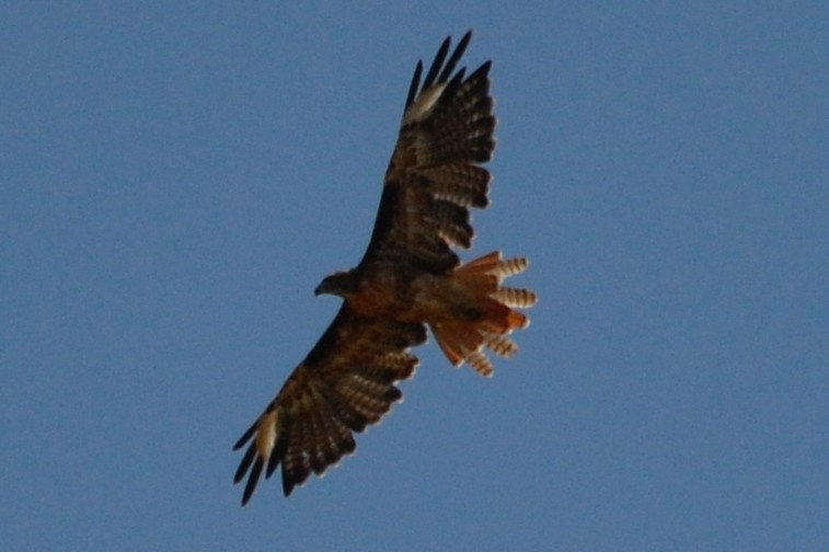 Red-tailed Hawk - ML638617962