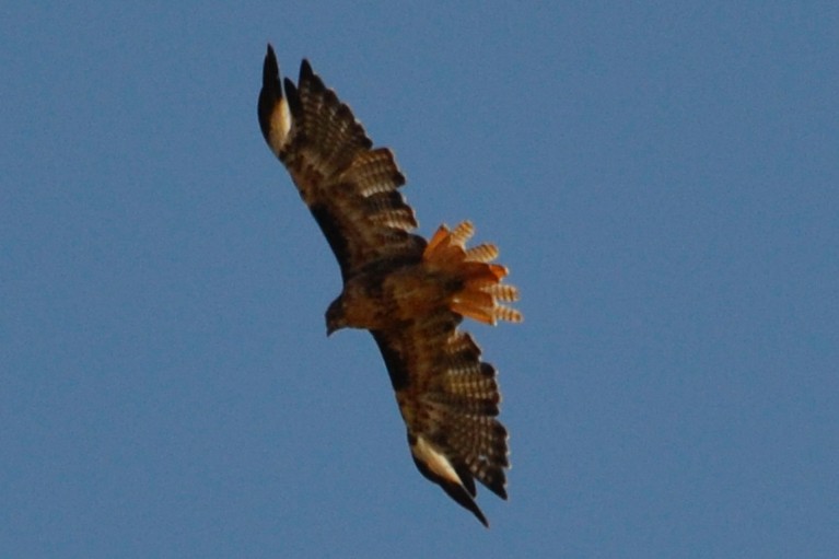 Red-tailed Hawk - ML638617963