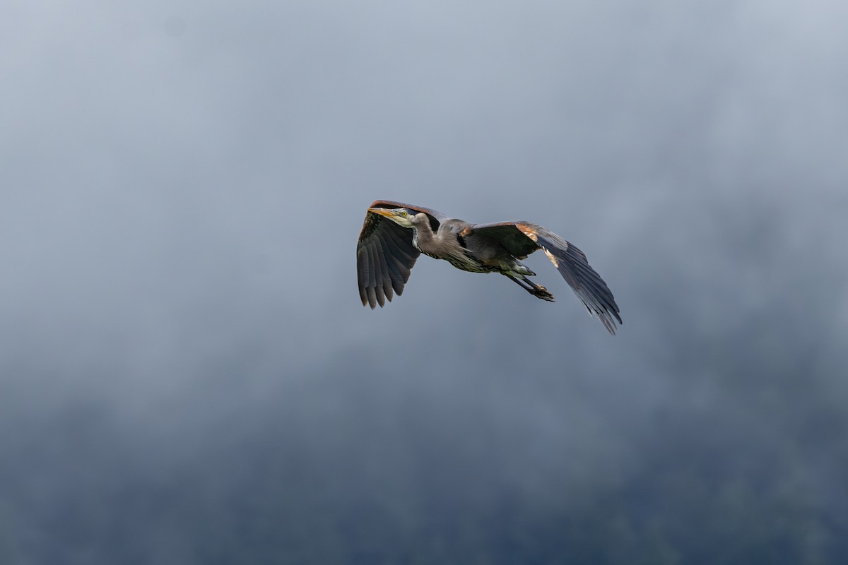 Great Blue Heron - ML638617993