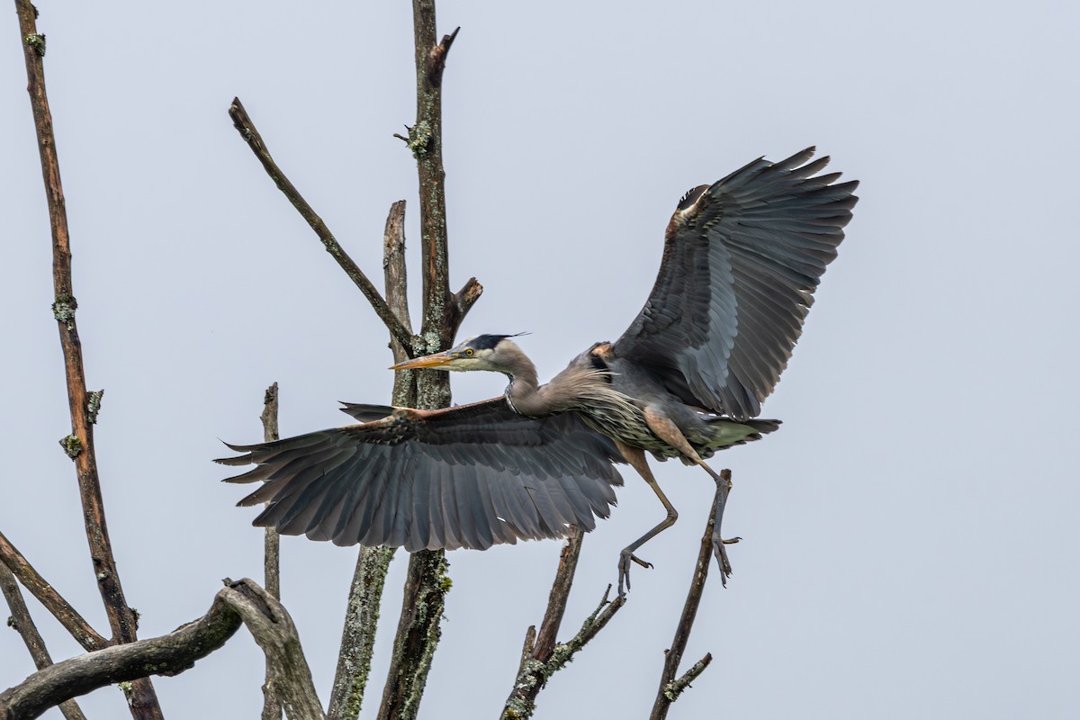 Great Blue Heron - ML638617995