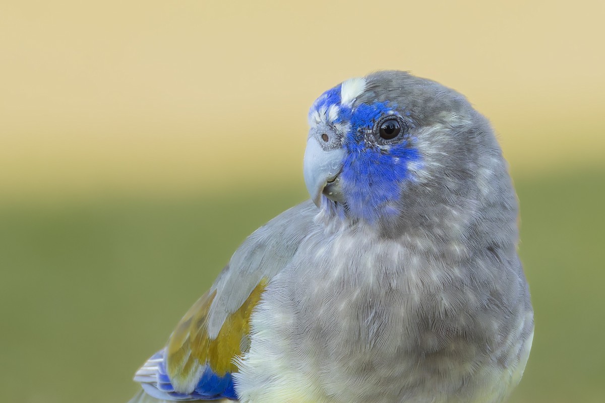 Greater Bluebonnet - ML638617997