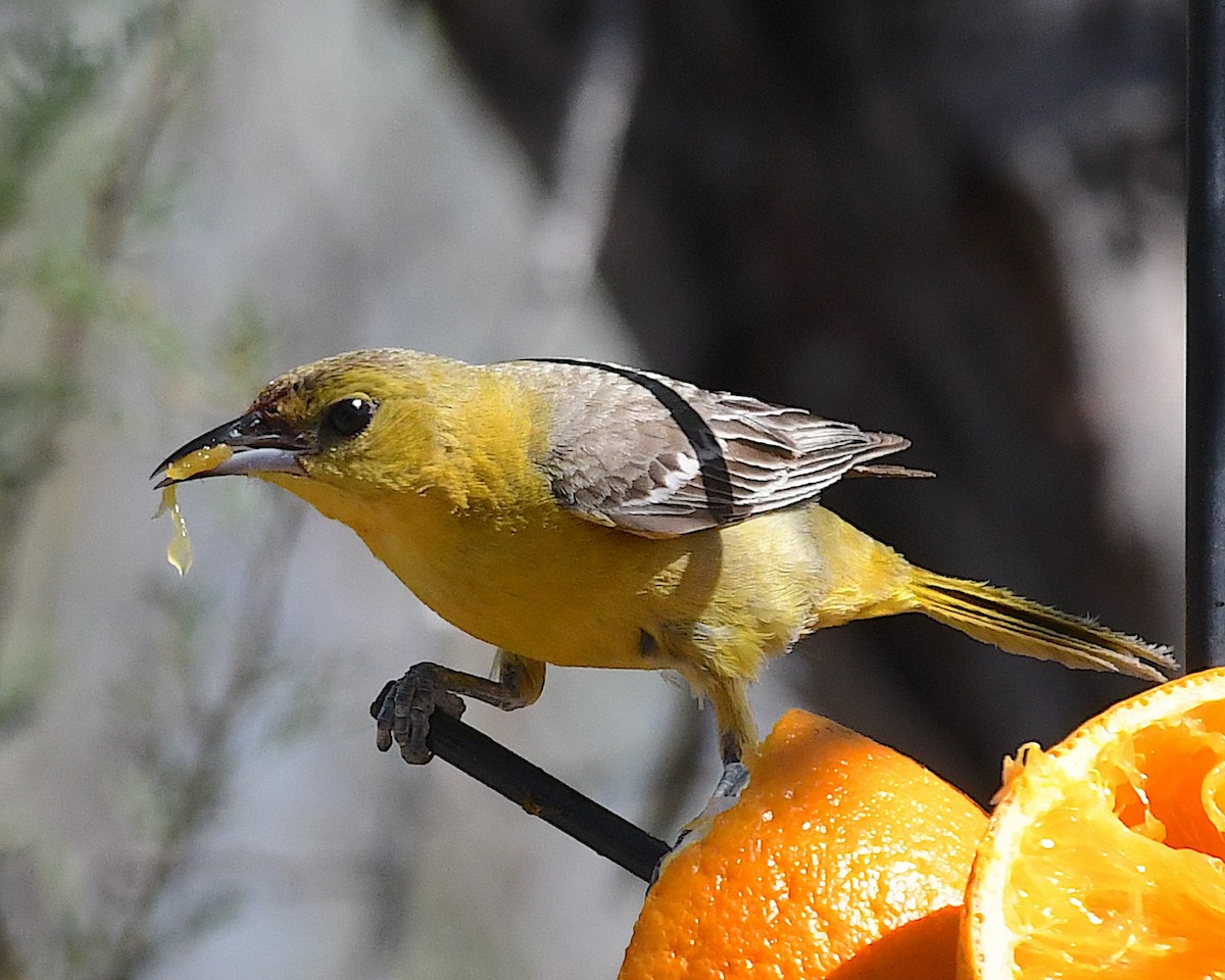 Hooded Oriole - ML638618012